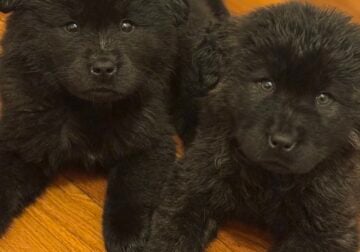 Tibetan mastiff chow chows