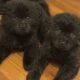 Tibetan mastiff chow chows