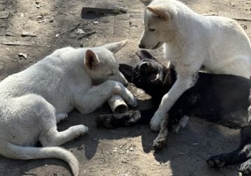 Yeti White male German Shepherd puppy