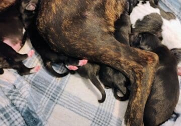 Puppies coming