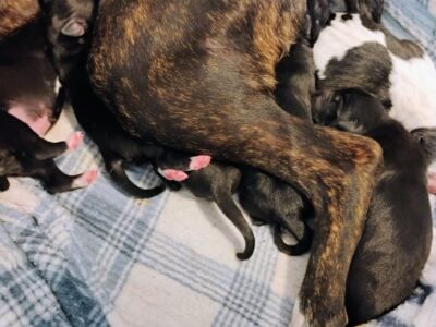 Puppies coming