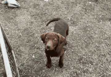 Cheszsla Puppies [Chessie X Vizsla]