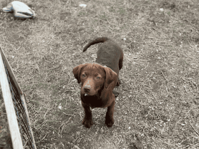 Cheszsla Puppies [Chessie X Vizsla]