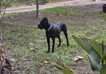Akc/ ICCF Cane corso puppies
