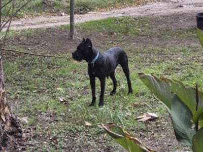 Akc/ ICCF Cane corso puppies