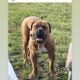 Boerboels