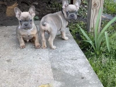 French bulldog puppies