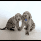 Weimaraner puppies