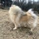 Sable Female Pomeranian