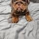 English Bulldog Chocolate AKC