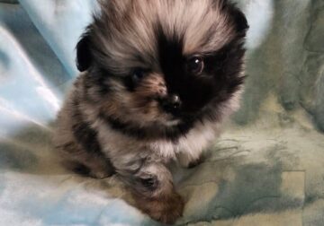Sweet little boy