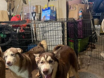 Siberian Huskies