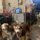 Siberian Huskies
