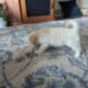 Male Havanese Puppy