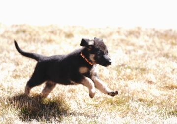 Purebred German Shepherd Puppy – Orange Collar