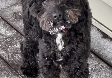 Cockapoo,2yrs old, Male for sale