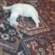 Puppies for sale