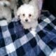 Male and Female Maltese