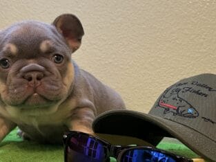 French Bulldog Big Boy