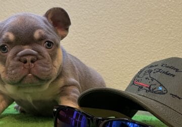 Big Boy French Bulldog