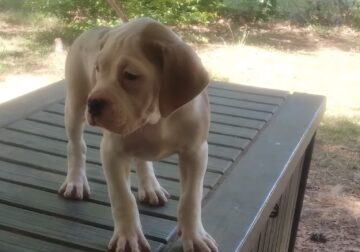 Old English Bulldog Puppies