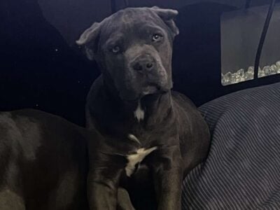 Cane Corso Pups