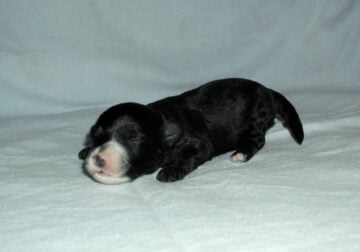 Nike- MaltiPoo male, non-shed, emot supprt pet