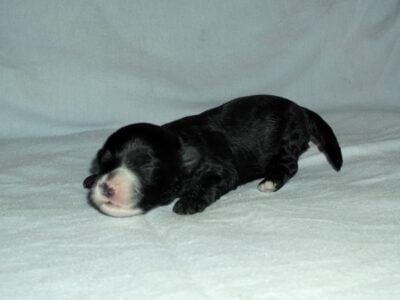 Nike- MaltiPoo male, non-shed, emot supprt pet