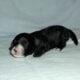Nike- MaltiPoo male, non-shed, emot supprt pet
