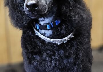 Indy, miniature poodle