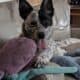 Poppy/ Blue heeler and German Shepherd mix