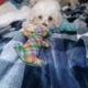Male and Female Maltese