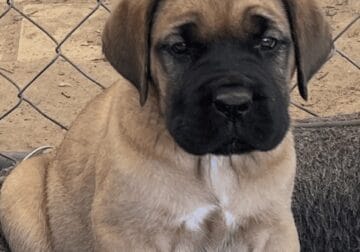 Cane Corso Puppies