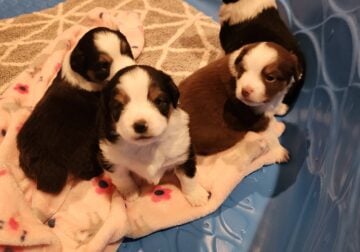 Toy Aussies