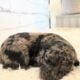 Moyen Poodles, AKC