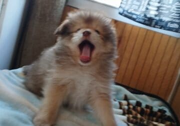 Pomeranian/ pomsky mix