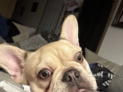 Frenchie Princess