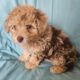 Miniature Aussiedoodles
