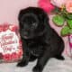 AKC/ASCA Registered Australian Shepherd Puppies