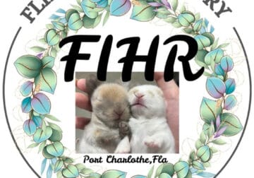 Pedigree Holland lop’s