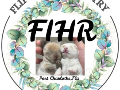 Pedigree Holland lop’s