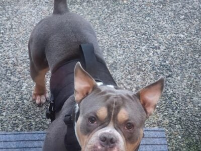 Rehome my american bully