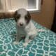 Goldendoodle F1B