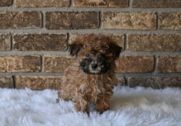 F1BB Morkipoo For Sale Holmesville OH Female-Nova