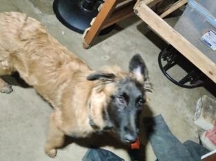 german shepherd