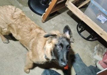 german shepherd
