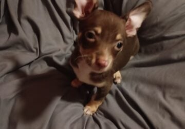 Chihuahua puppy male