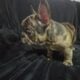 French bulldog puppies