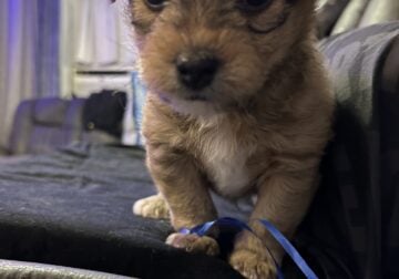 Yorkie Shih Tzu Mix LITTER OF 5