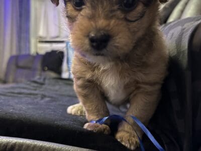 Yorkie Shih Tzu Mix LITTER OF 5
